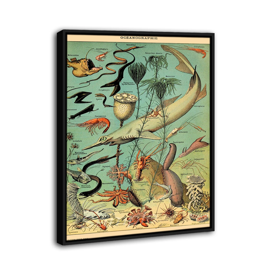 Vintage Sea Life Poster Framed Poster Print Home Decor Wall Art Painting Oil Canvas