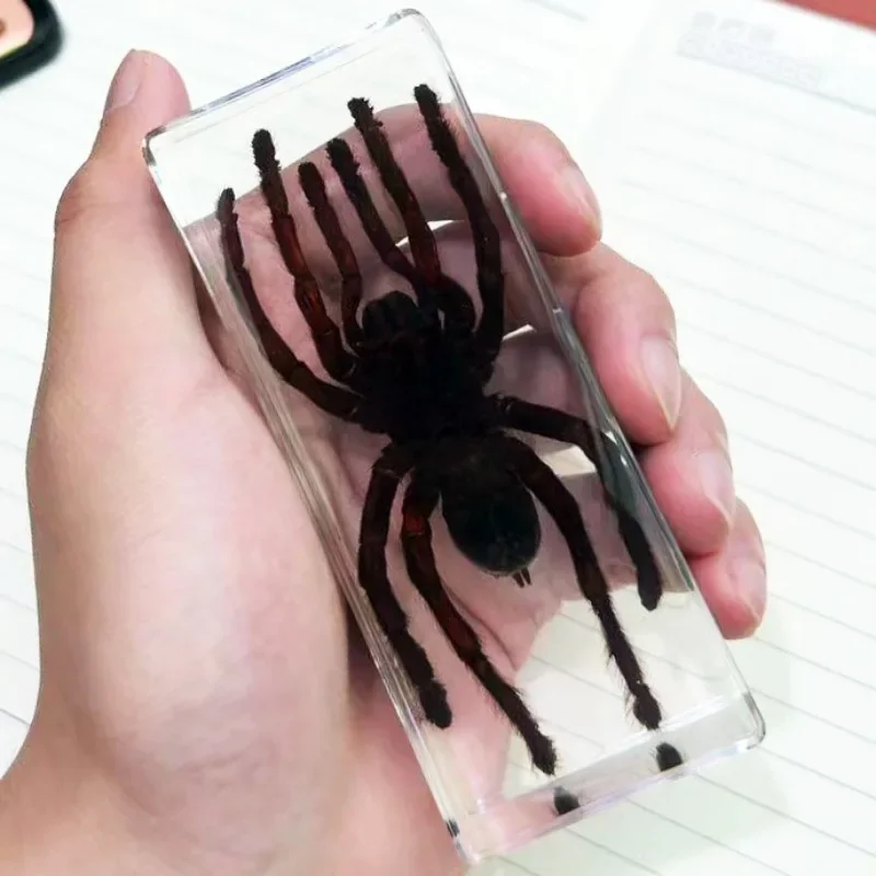 Large Tarantula Specimen in Resin Large Bugs Spiders Centipede Resin Bug Beetle Scorpion Insect Specimen Model Desk Decoration - Image 6