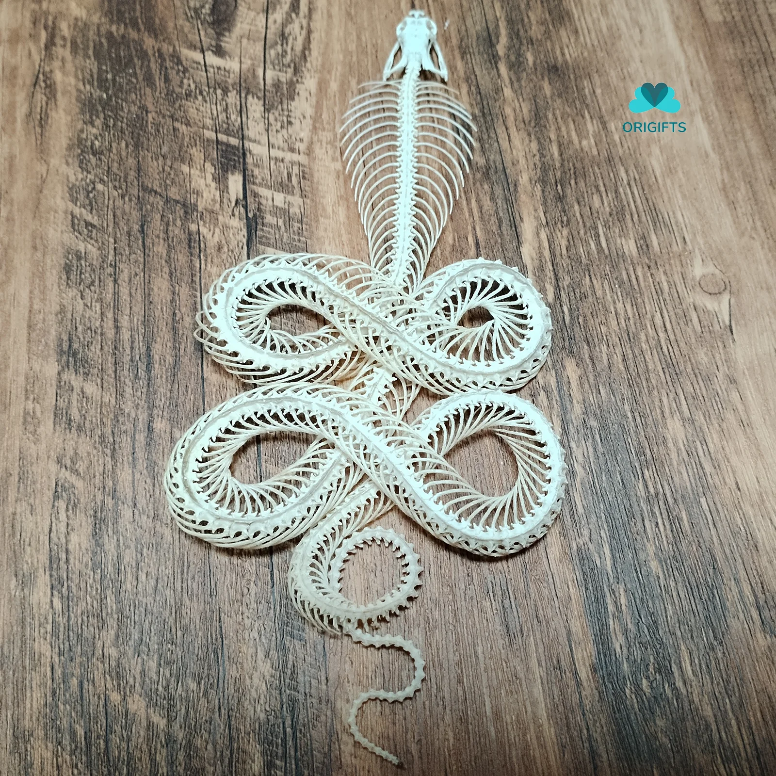 Real Snake Skeleton Daboia Russelii Specimen Taxidermy Supplies for Science Education, DIY Material Handicrafts Special Gift