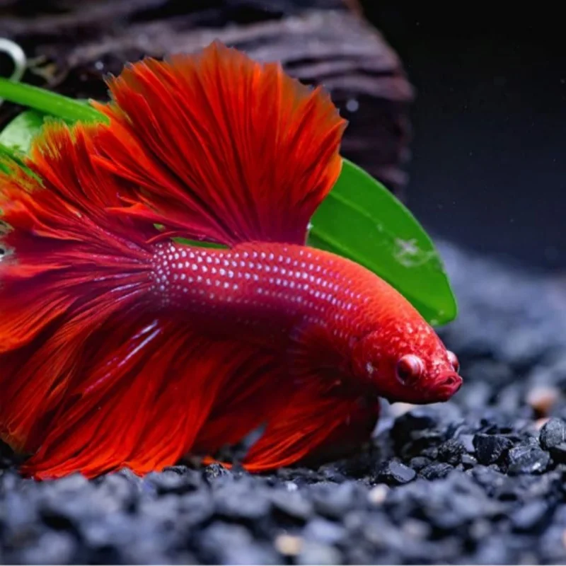 2Pcs Betta Bed Leaf Pad Hammock for Betta Fish Improves Betta\'s Health by Simulating The Natural Habitat Natural Rest Area
