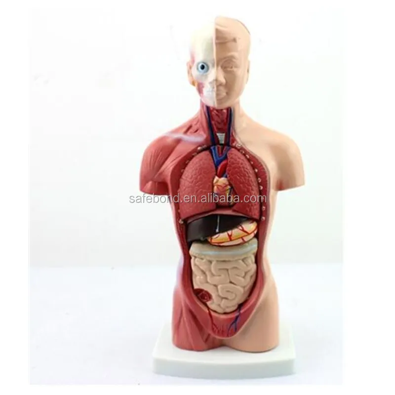 Laboratory Anatomical Model Of In Visceral Organs With Heart System Structure