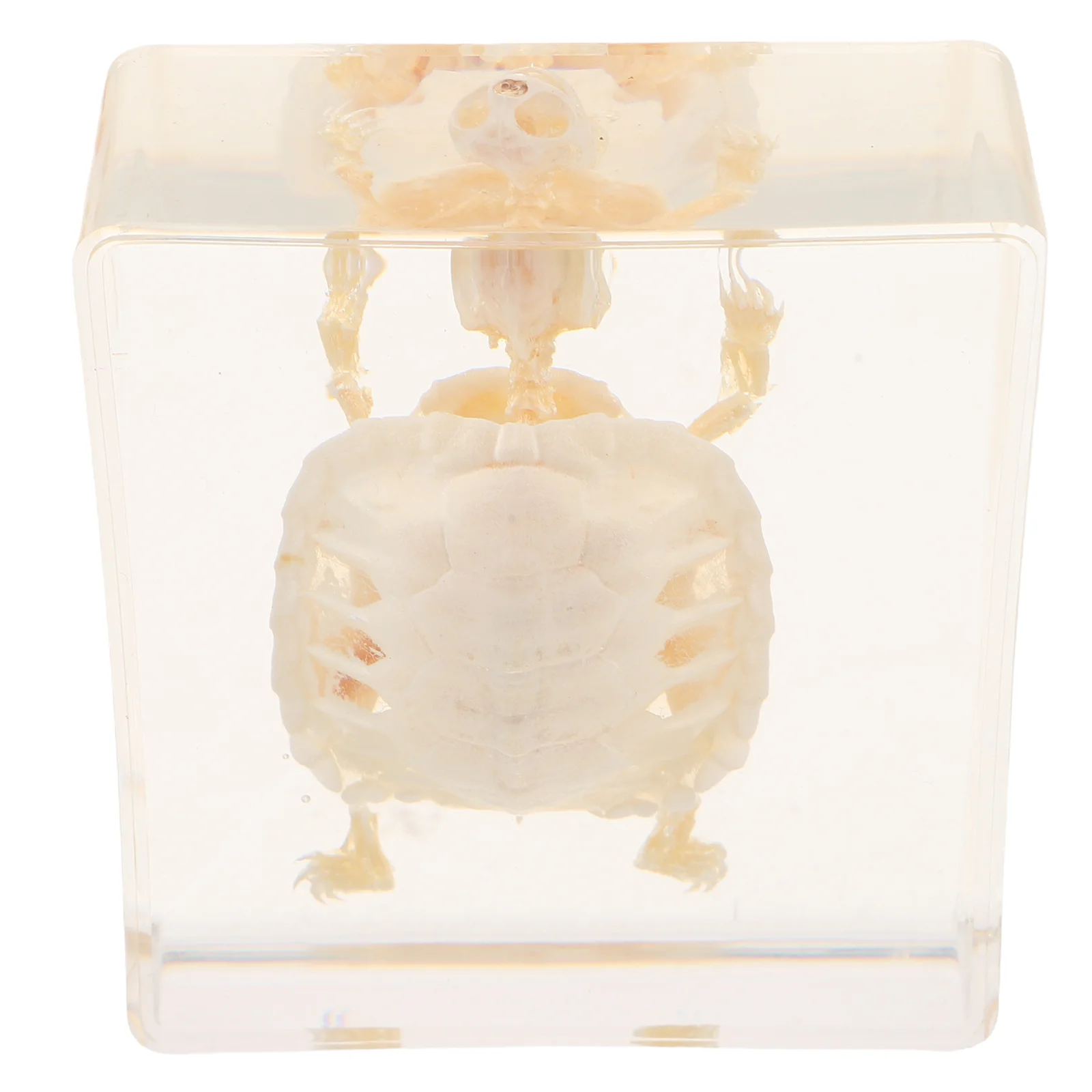 

Turtle Specimen Brazilian Preserved Bones for Animal Bone Decor Science Education Classroom Supplies Biology Study Wet