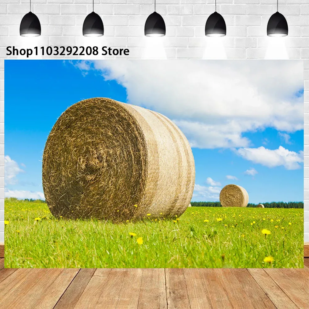 Golden Wheat Spikes Grass Crop Theme Sunset Ripe Wheat Grain Harvest Season Blue Sky Cloudy Photographic Banner For Photo Studio