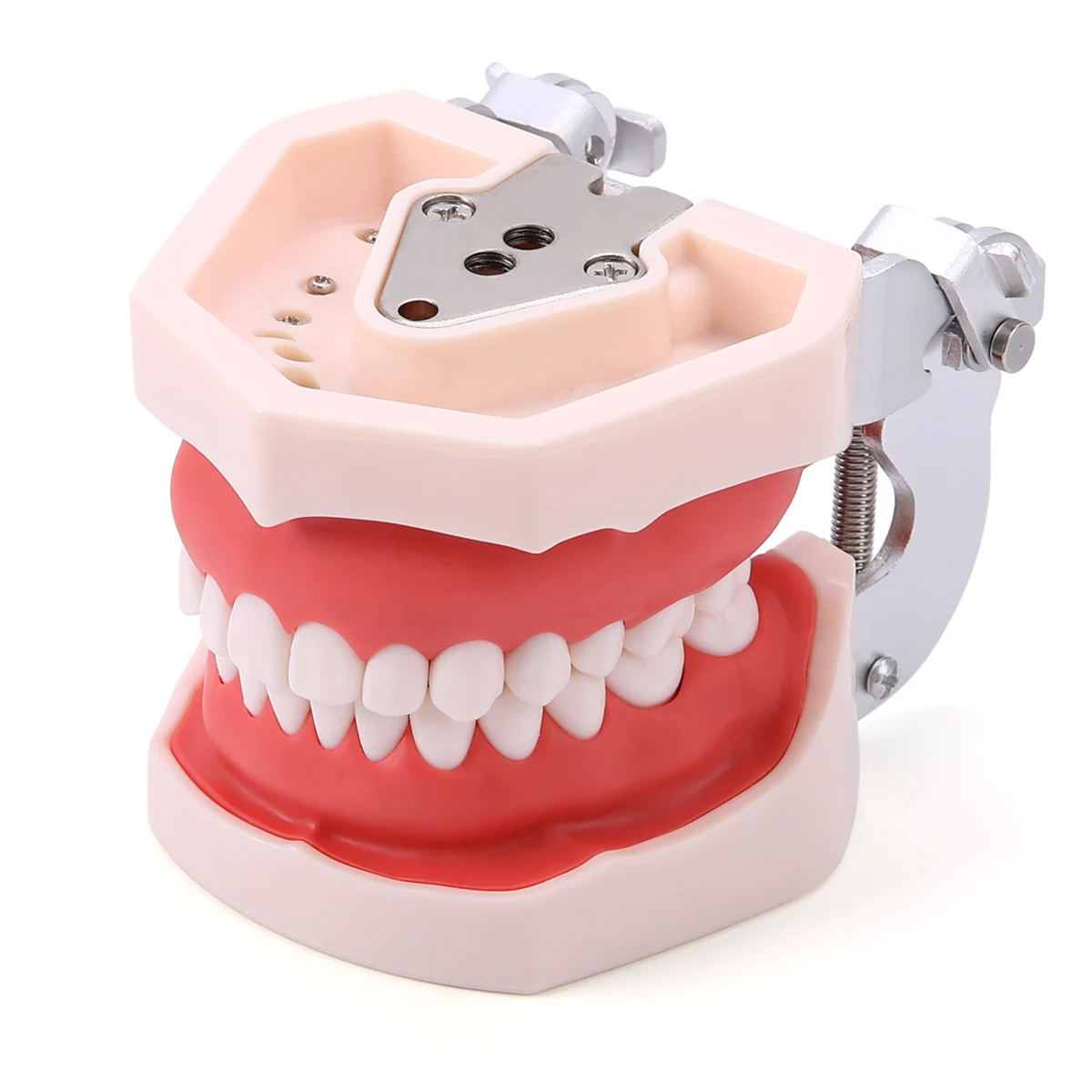 AZDENT Dental Resin Model Removable Training Typodont Teeth Model for Dentists Practice Adults Children Tooth Learning Model