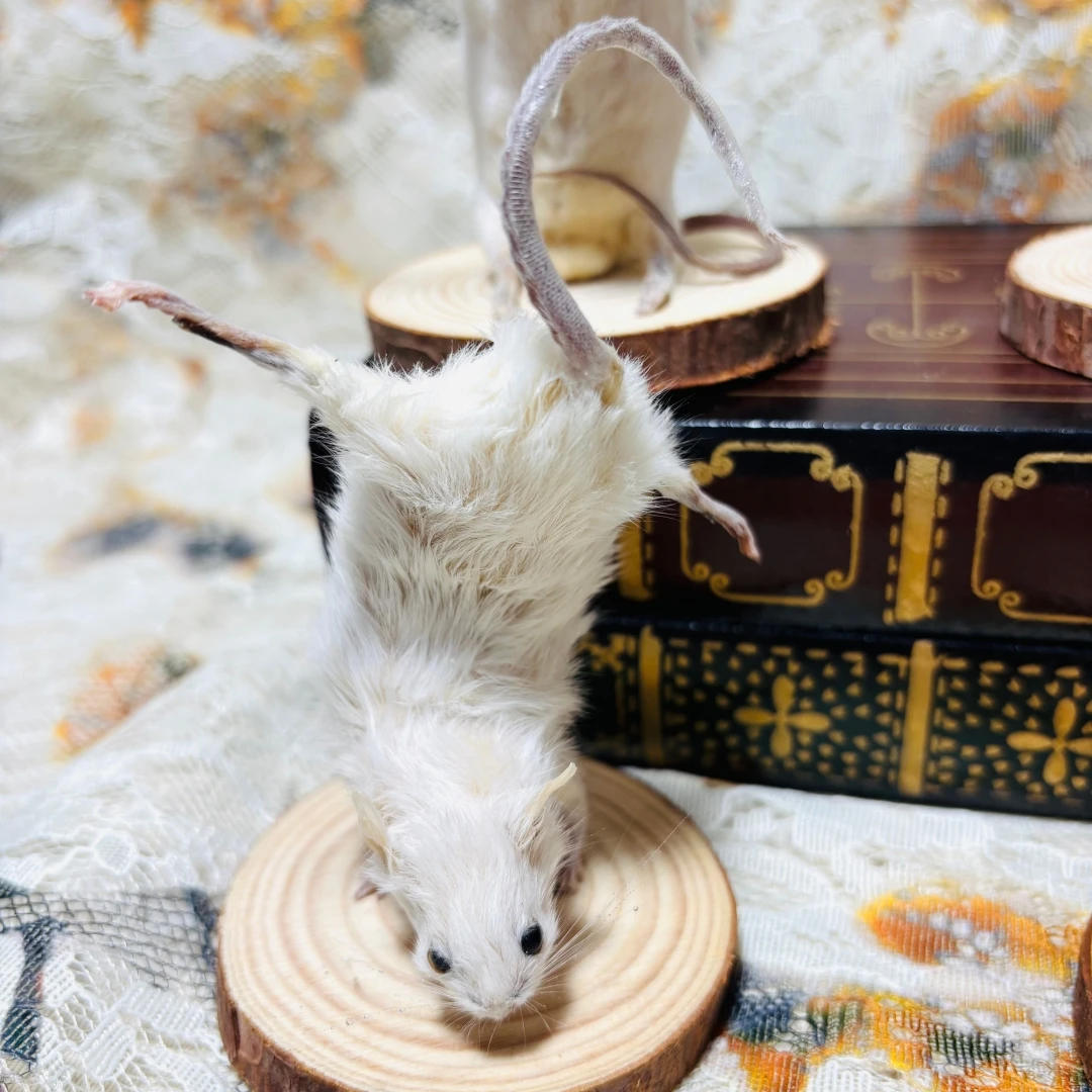 2185 Handmade Mischievous Mouse Desktop Ornament Gothic Oddity Cabinet Decor Macabre Punk Curiosity Art Figurine Unusual Gift