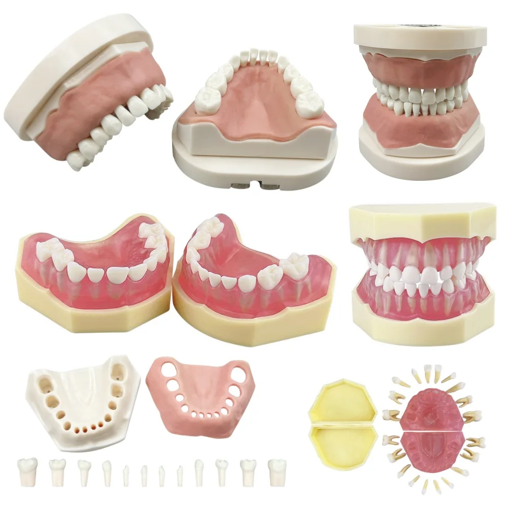 

Child Dental Model With Removable Teeth Typodont Jaw Model Dentistry Demonstration Tools For Teaching Study Training Practice