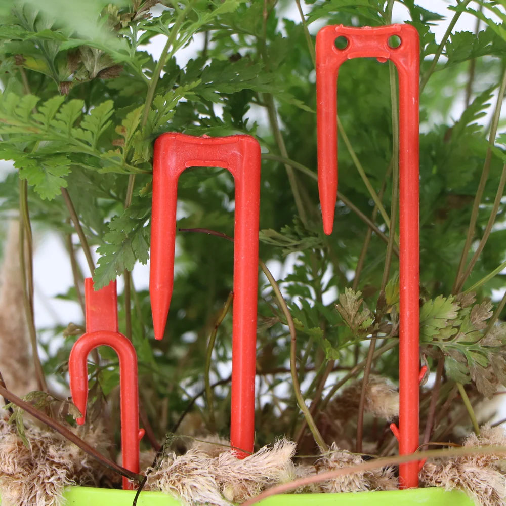 20-50 Pcs Strawberry Tanam Gar - Vine Climbing Plastic ulasan dan harga