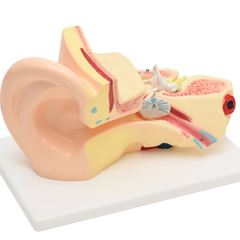 

Kindergarten Scientific Inquiry Scientific Discovery Anatomy Recognition of Room Ear Model Laboratory Supplies Teaching Aids