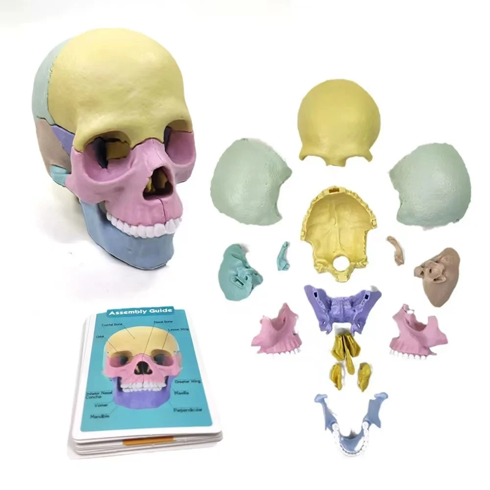 Montessori 3D Puzzle Human Head Bone Anatomy Model with 10 Cards Educational Learning Assembled Toys Teaching Tools for Children