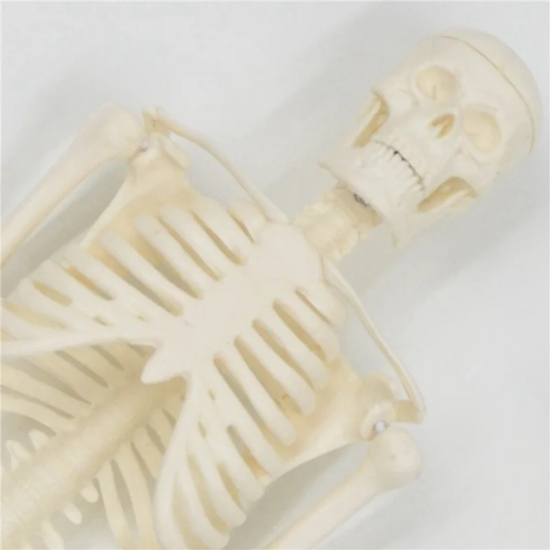 

4Pcs 45CM Human Anatomical Anatomy Skeleton Model Poster Learn Aid Anatomy Human Skeletal Model