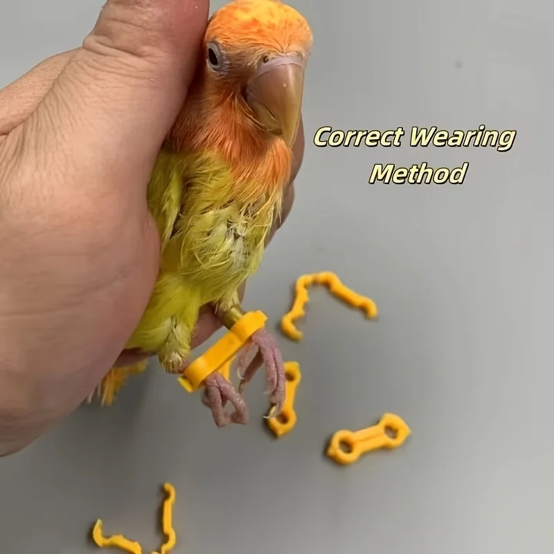 12Pcs Poultry Chick Leg Correction Brace, Splay Leg Support Ring for Duck Quail Parrot Young Bird Rehabilitation view 5