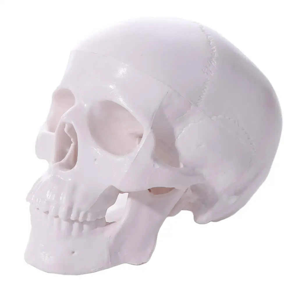 

92x99x71mm Removable Skull Model Convenient Skull Cap Human Head Model Mini Studying Anatomical Head Skull Doctors Student