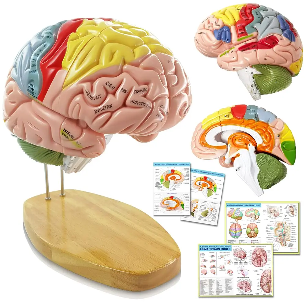 

2025 New Human Brain Model for Neuroscience Teaching, 1.5x Life Size with Labels, 9 Colors to Identify Functions