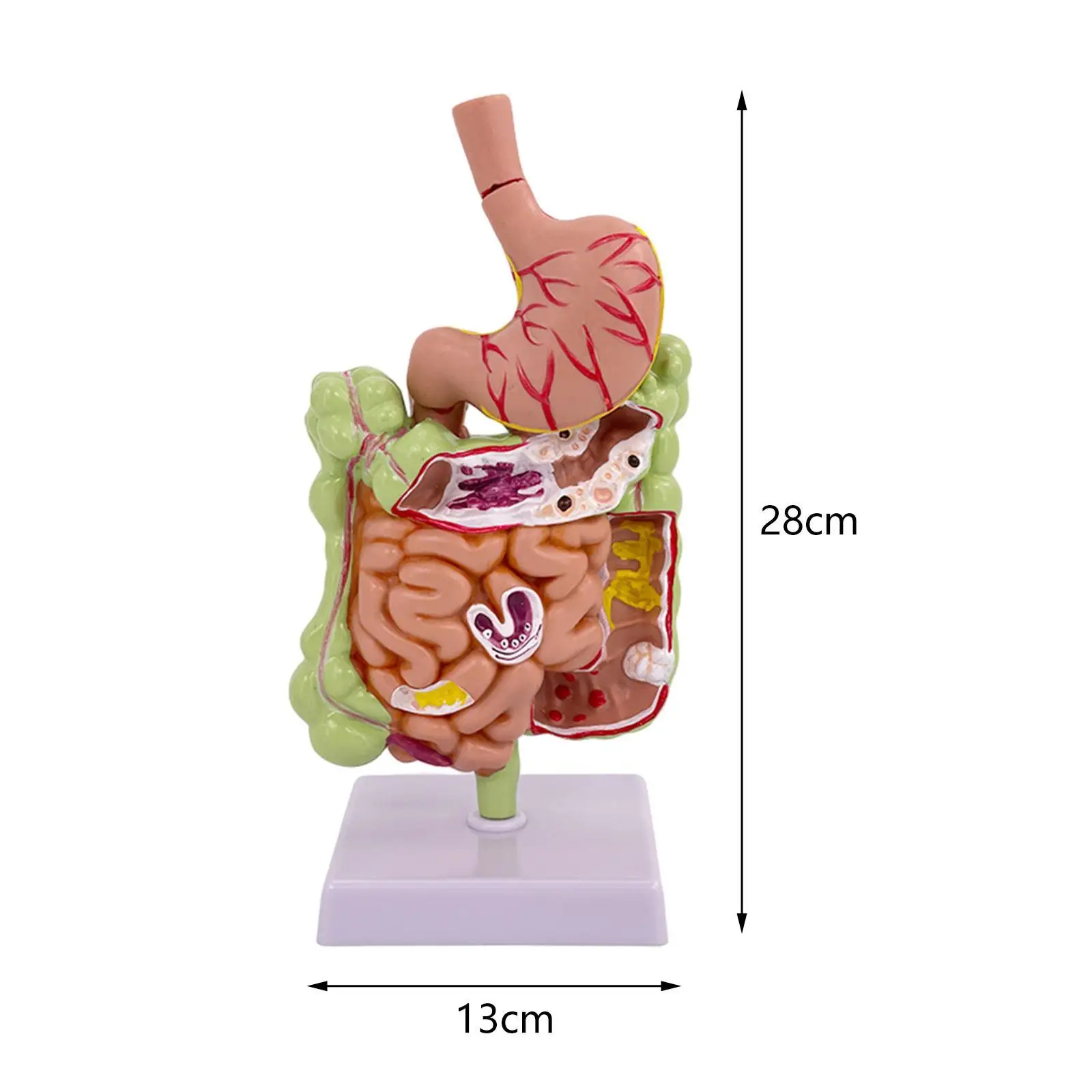 Modelo de anatomia do estômago humano do PVC para exibição do estudo, sistema patológico e digestivo, educação do escritório, demonstração sala de aula