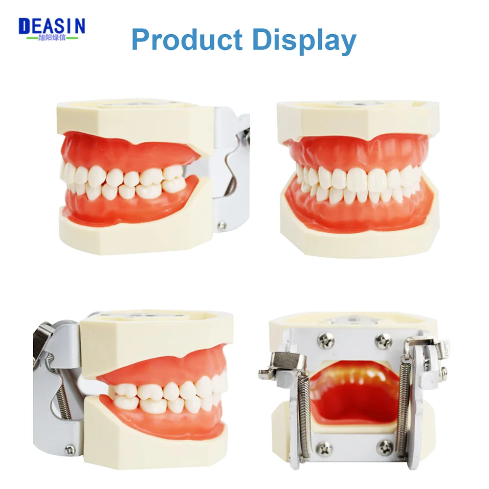 28/32 Teeth Model For Dental Technician Practice Training Jaw Typodont Standard Dental Model Teeth Teaching Model With Soft Gum