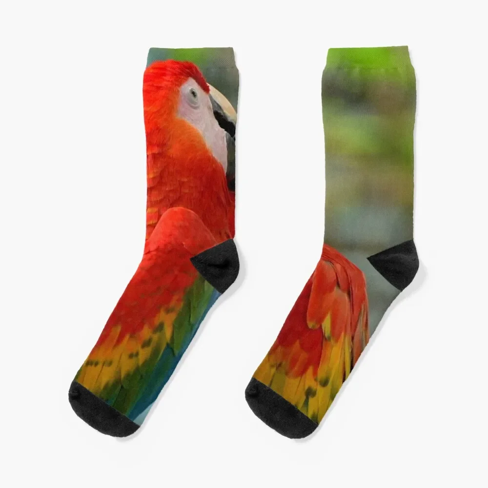 

Mixed Color Macaw Pairs Socks Stockings man christmas gifts Heating sock Socks Female Men's