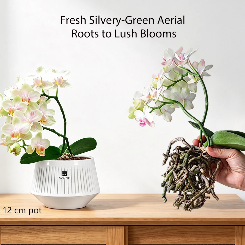 Meshpot Orchid Pots with Holes Flower Pot for Repotting Plastic Planter Indoor-Outdoor Plants Home Decorative air Plant Pot