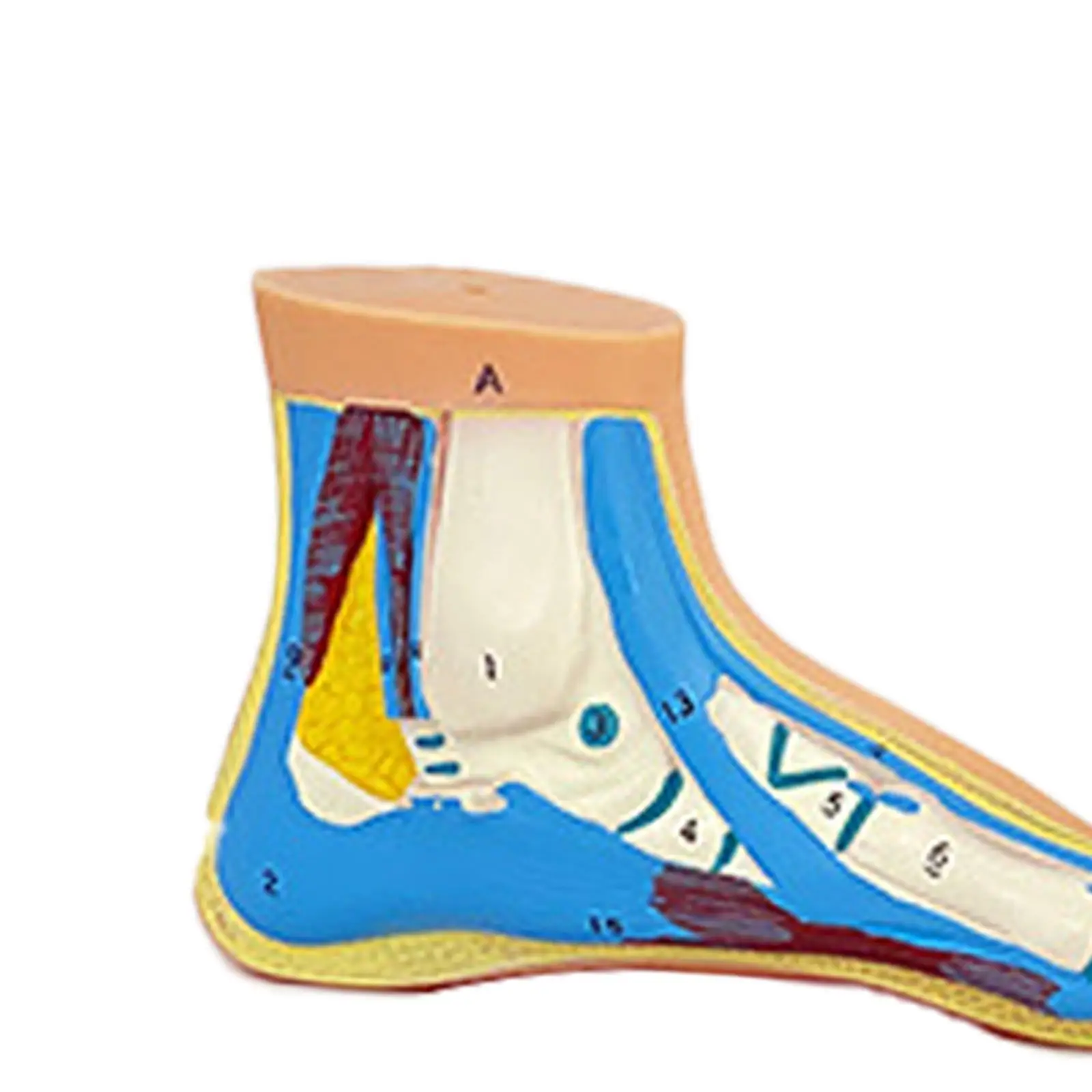3x Human Foot Model Teaching Tool Fine Details Professional Teaching Model