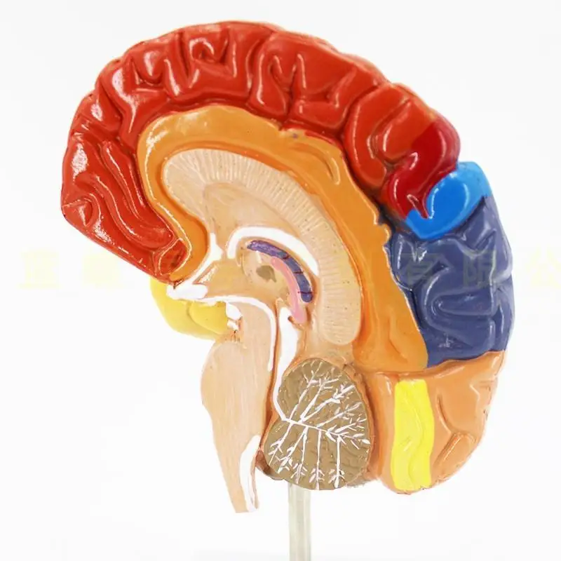 Medical Brain Model Functional Zoning Cortical Zoning Human Brain Anatomical Brain Colorimetric Model