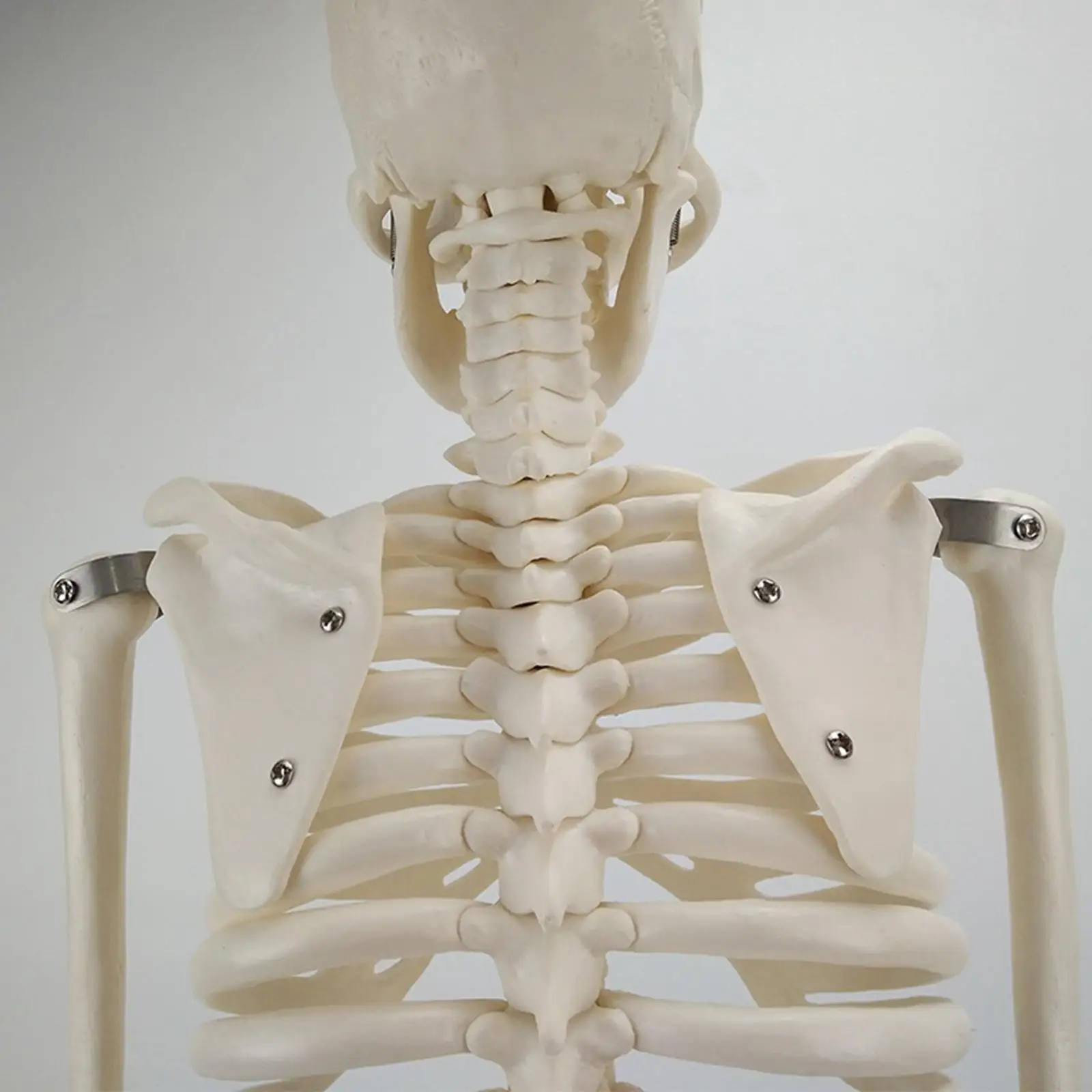 学校の実験室で使用できる、等身大の人体骨格模型。pvc製の台座付き。