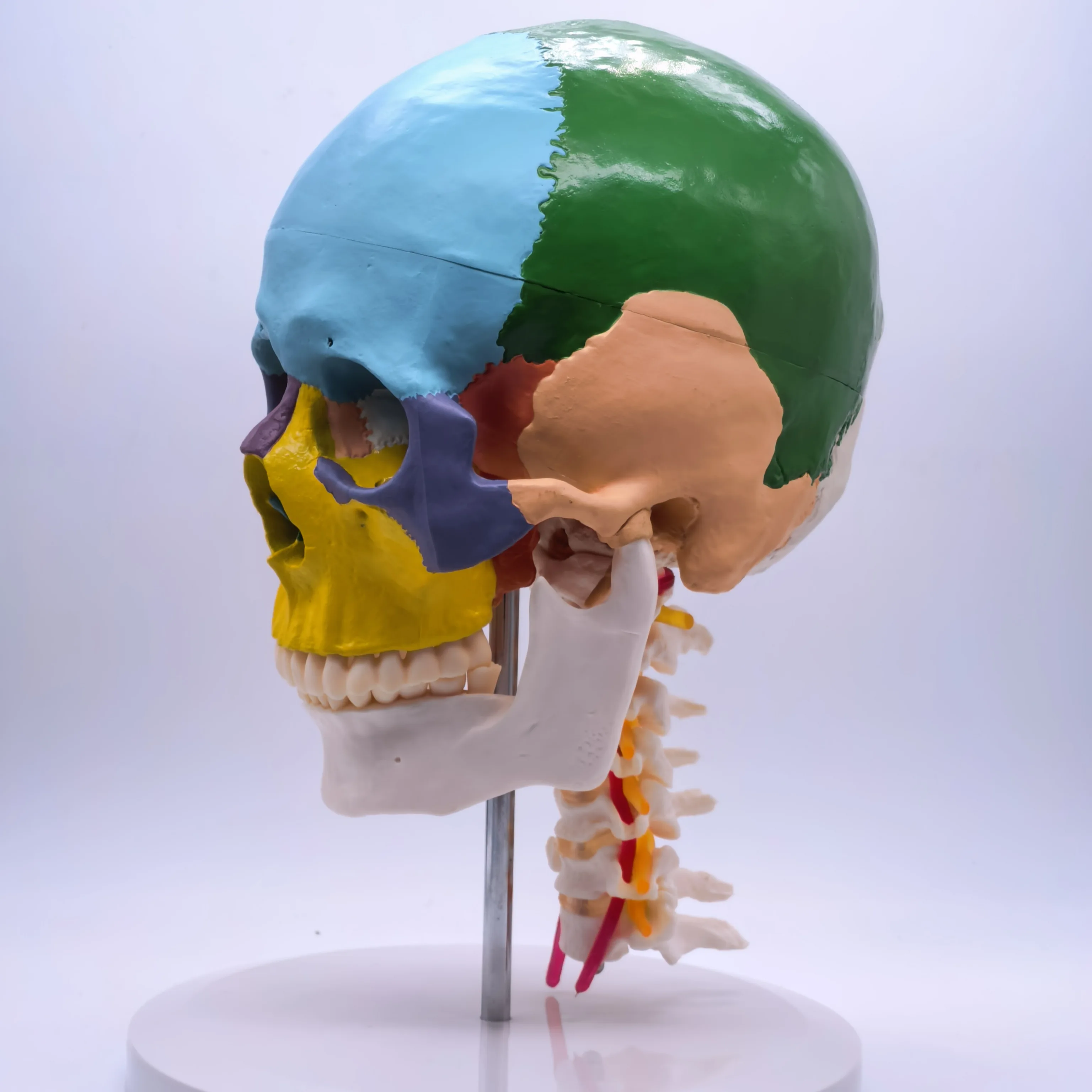 PVC Life Size Colored Function Human Skull Cervical Vertebrae with Nerves Anatomical Didactic Models Natural High QC