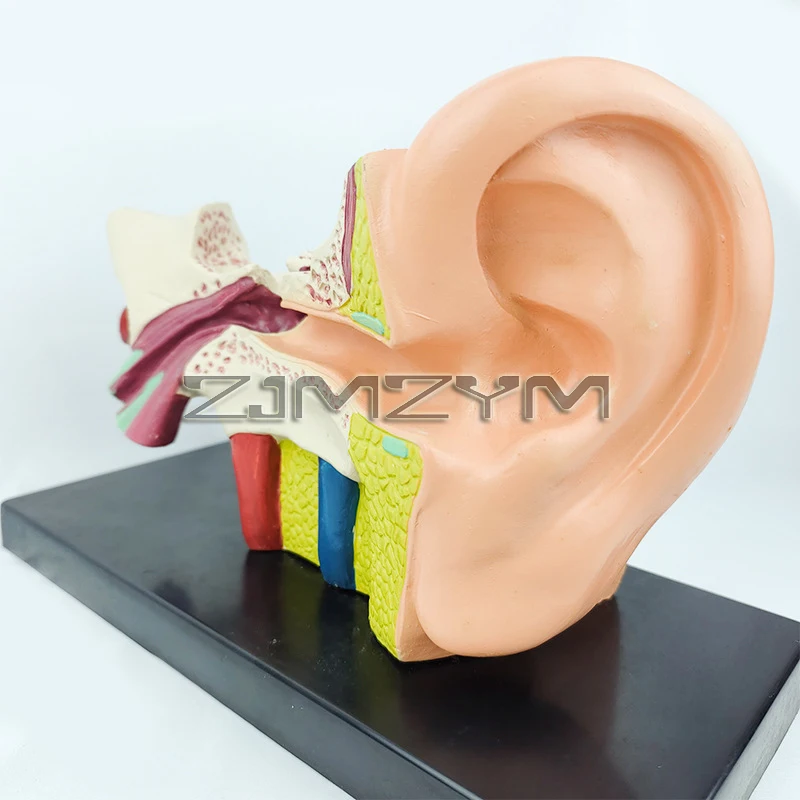 6 Times Life Size Human Ear Model Anatomy Teaching Supplies Anatomical Study Display Professional Medical Props