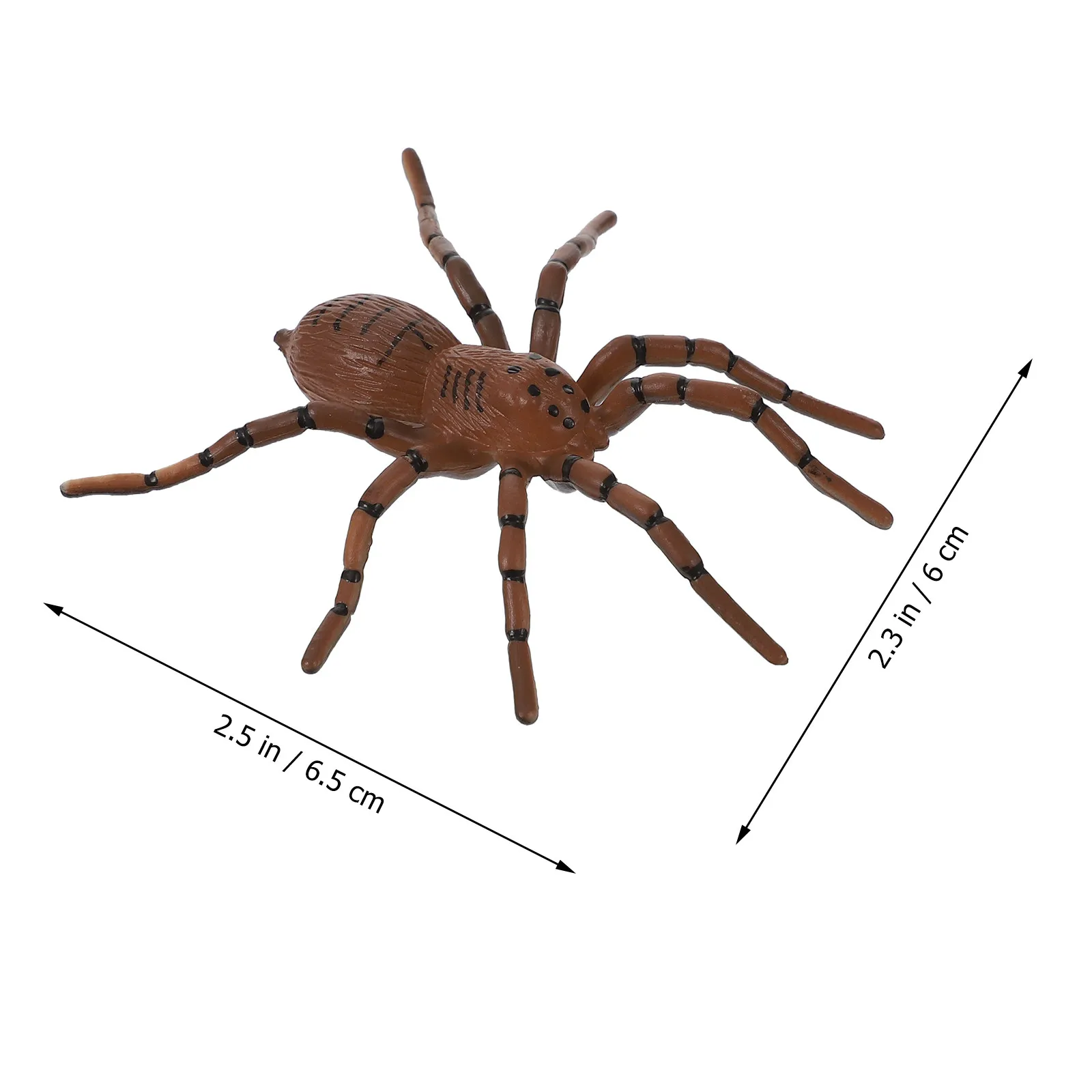 1Set Spider Growth Cycle Educational Display Set Premium Realistic Arthropod Evolution Animal Enlightenment Decoration for Kids