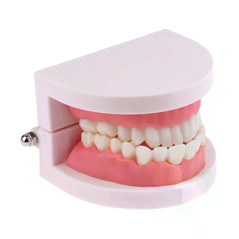 

Модель стоматологического образования, стандартная модель зубов, обучающее исследование, демонстрационный Typodont для стоматолога, студенческие тренировочные модели