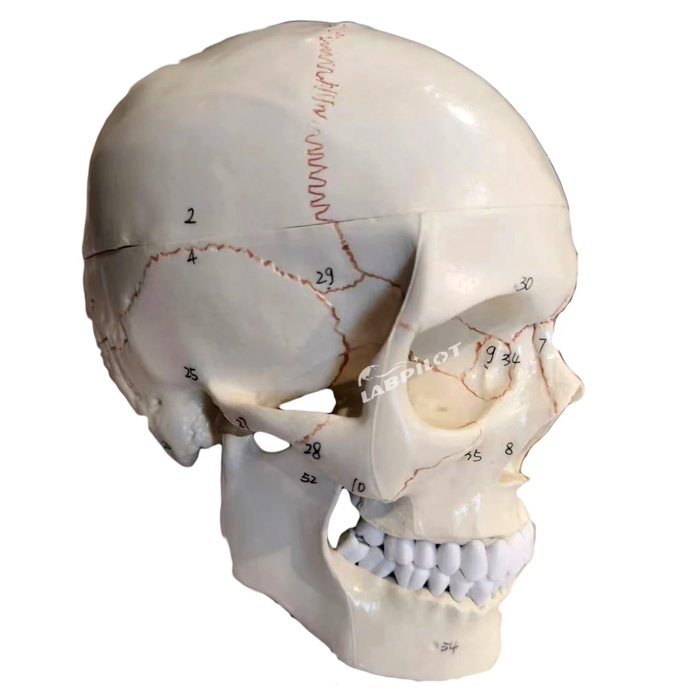 

Life-Size Skull Model 3D Human Anatomy Teaching Medical Education Bone