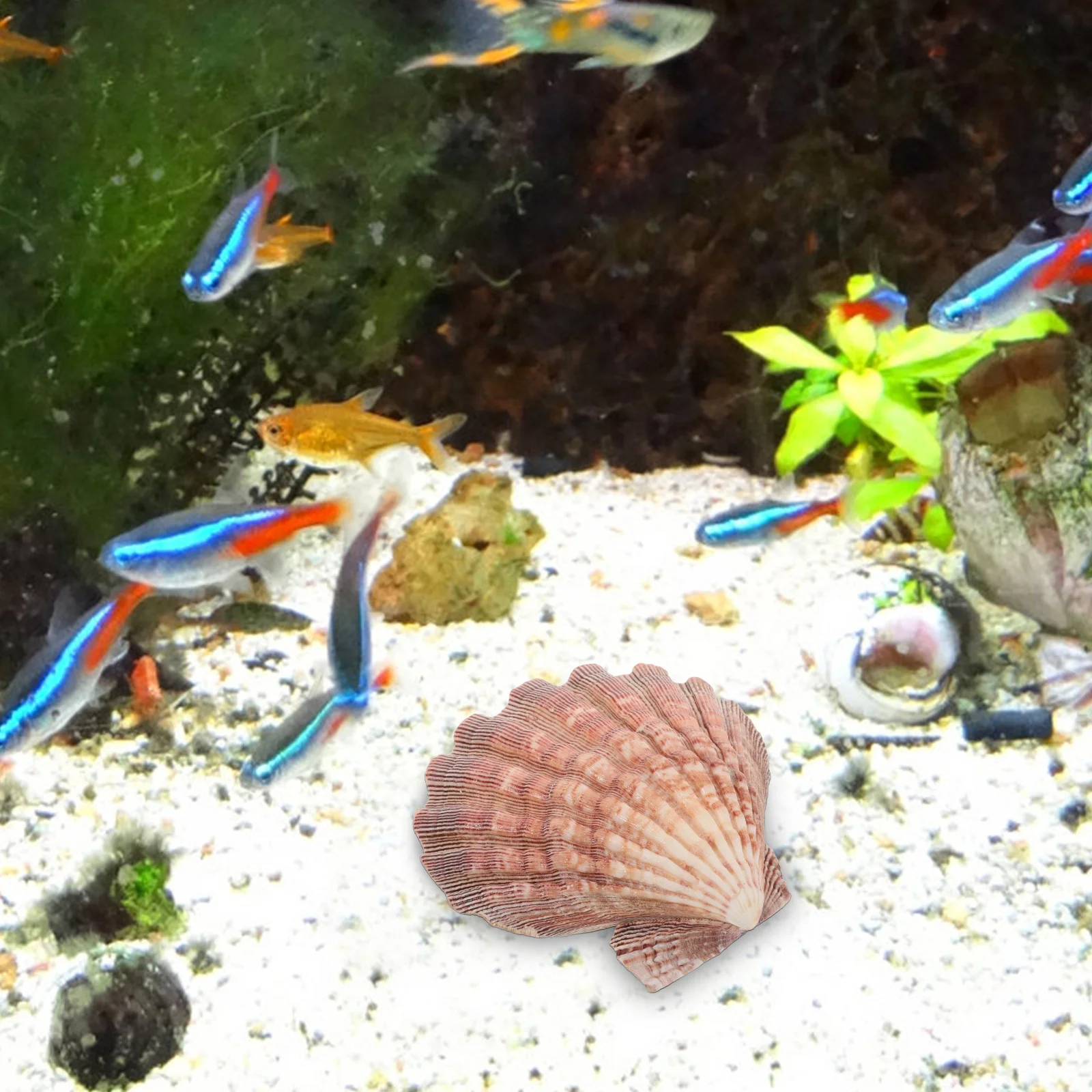 

1pcs Large White Scallop Shells Seashell Decorations For Crafting Diy Projects Party Favors Home Wedding Decor Ocean