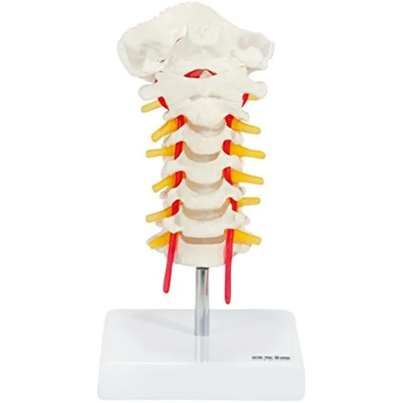 Human Cervical Vertebra Anatomical Model with Spinal Nerves and Arteries Detailed Bony Landmarks Includes Occipital Bone