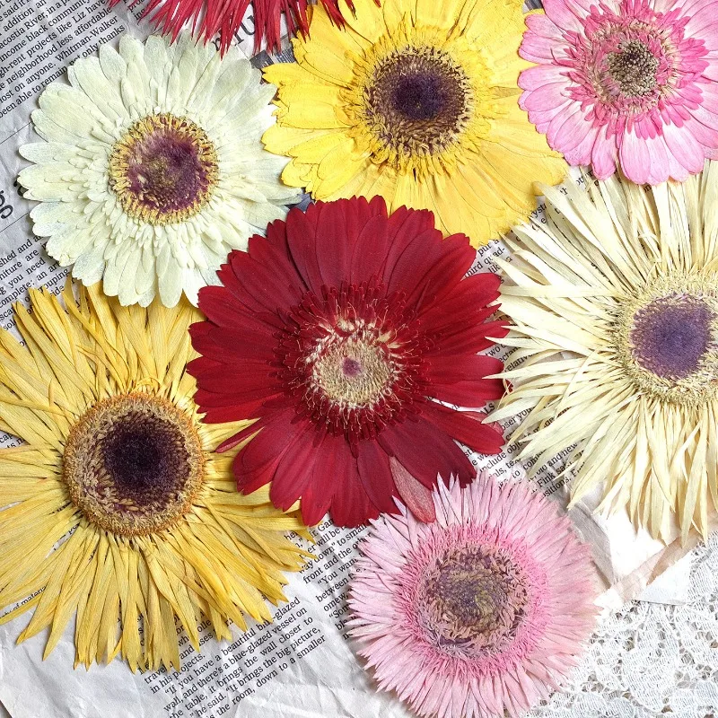 1pcs/7-9cm,Pressed Gerbera Dried Flowers Sunshine Color Dry Flowers DIY Craft Stickers Resin Phone Case Handmade Decor Materials
