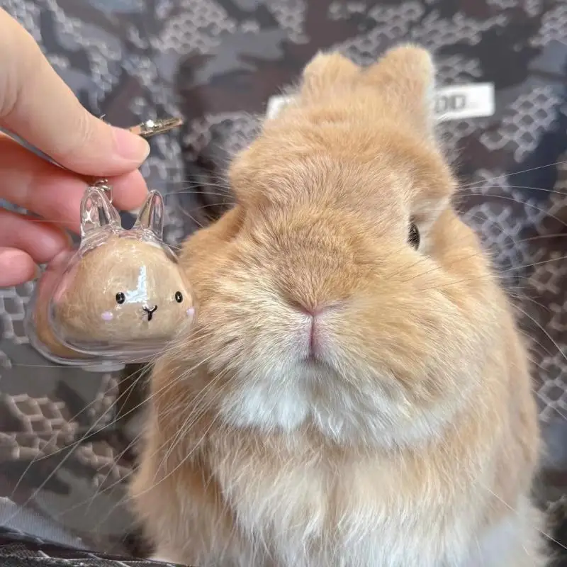 C Bag Pendant Pet Souvenirs Cartoon Pet Hair Memorial Transparent Storage Box Keyring Cute Animal Rabbit Fur Organizer Keychain