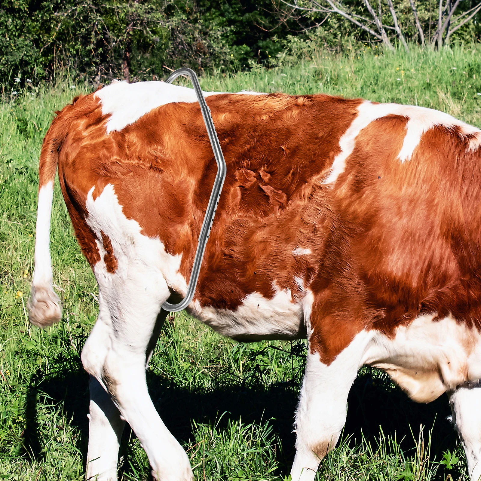 

Cow Anti- Sturdy Metal Kick Stopping Rod for Dairy Cows Prevent Kicking Durable Stainless Steel Postpartum Aid