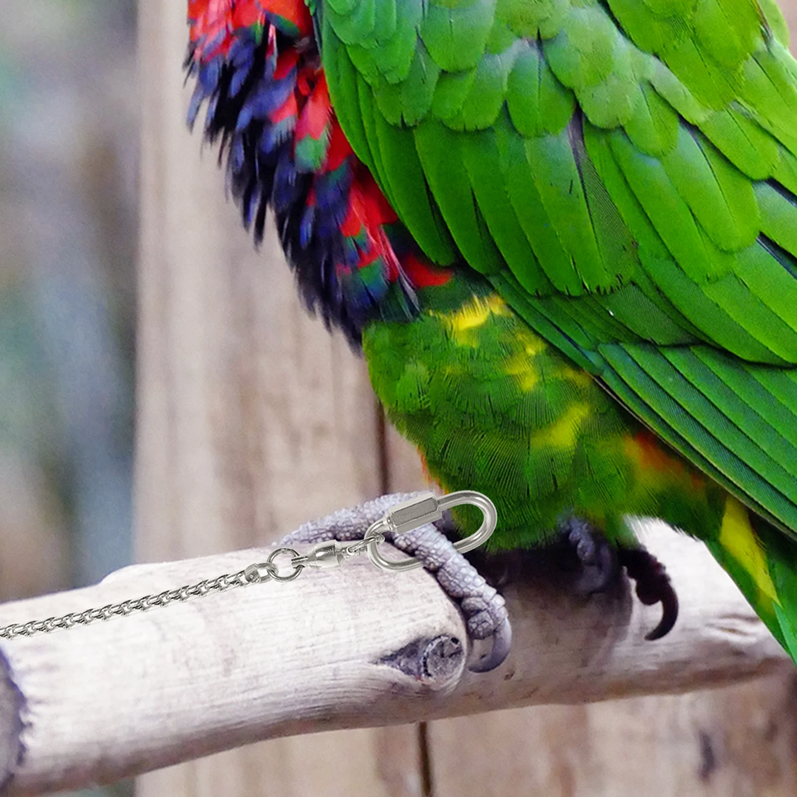 

Stainless Steel Birds Foot Chain with Ring for Cockatiels Peony Lovebird Anti Off Durable Strong Silver Leash Leg Ring Toy