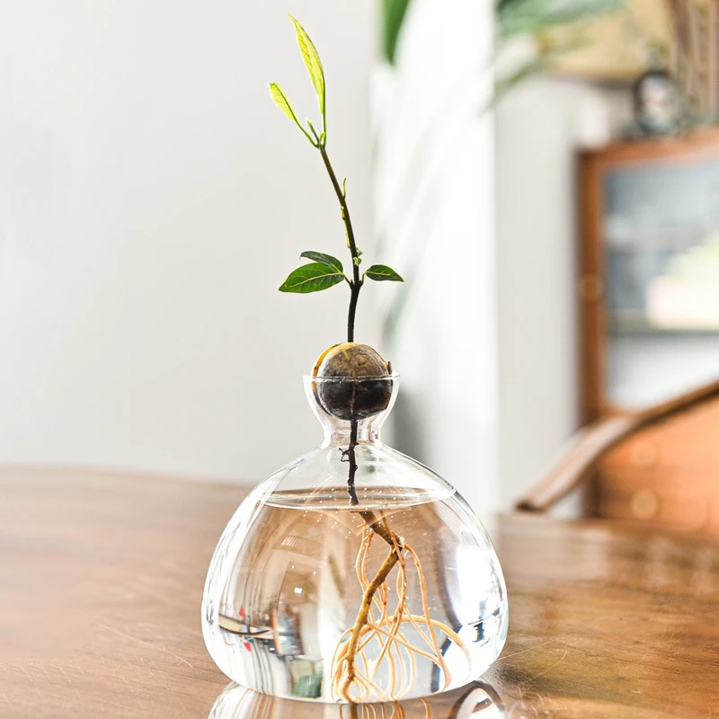 

2pcs/pack Different Size Japanese Style Avocado Hydroponic Vase Avocado Seed Cultivation Container Transparent Glass Vase