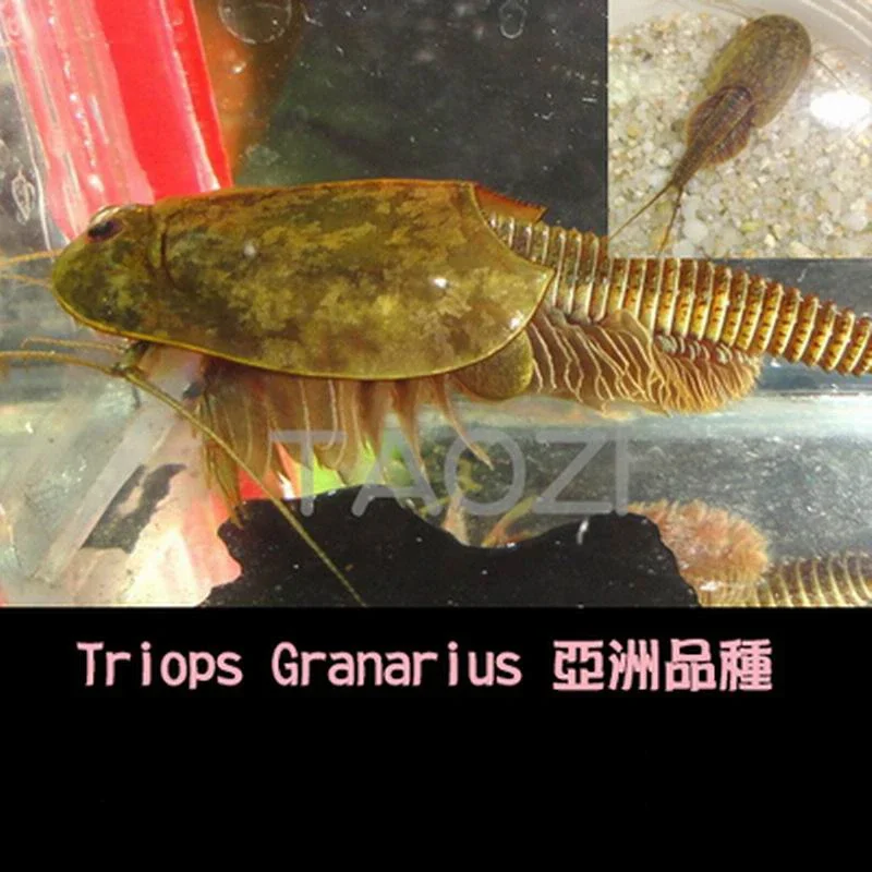 45 telur/Lot 2024 80 MM panjang Triops telur khas akuarium hewan peliharaan Triop telur Natal pendidikan anak-anak mainan untuk anak-anak lucu