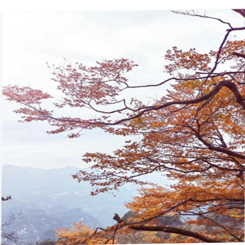 

DarwinFPV 9inch FPV Drone Frame KIT Ture-X 363mm Wheelbase 6mm Arm Carbon Fiber For RC FPV Freestyle Racing Drone