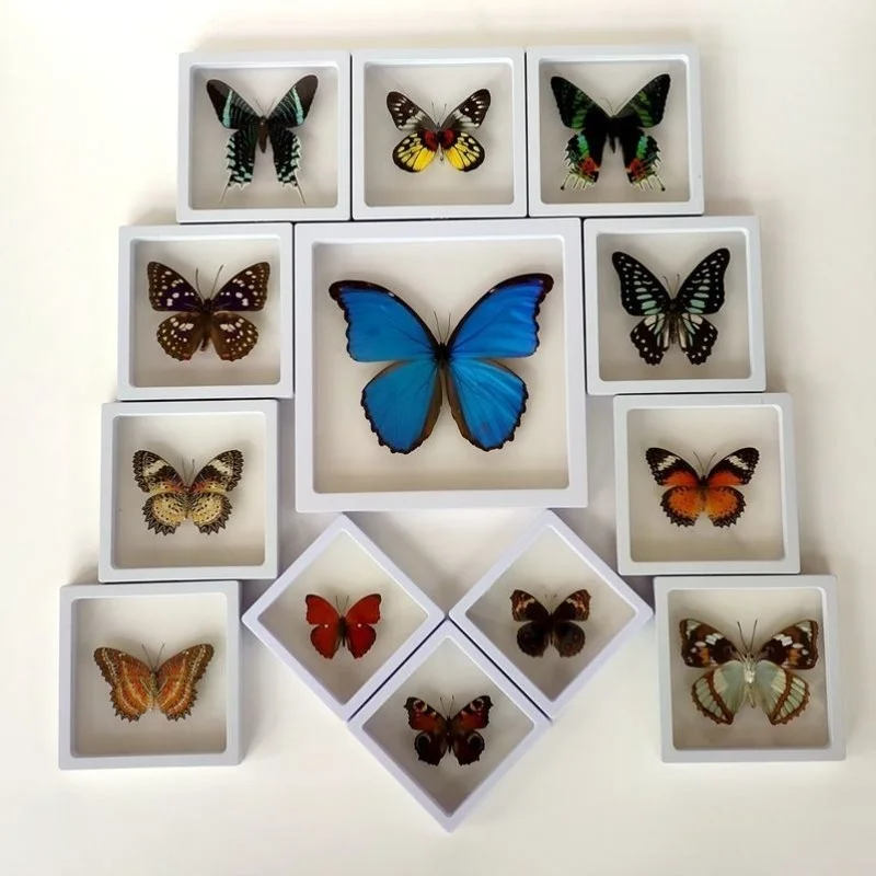 

True Insect Specimen True Butterfly Modern Simple Creative Desktop Decoration Photo Frame Specimen Birthday Gift