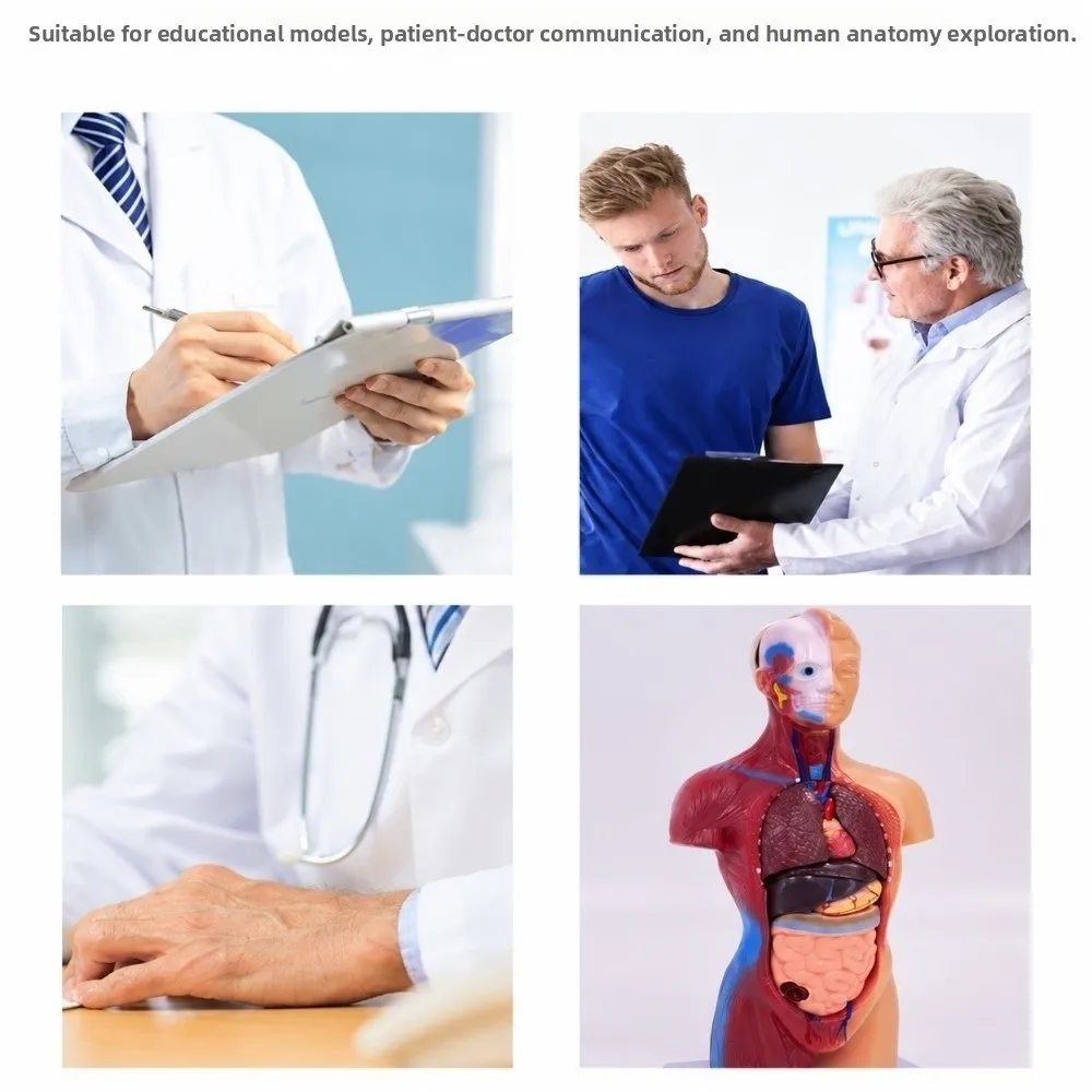 28CM 28cm Torso Size Human Torso Model Detachable Organs PVC Material Anatomy Body Model Multi Part Structure Multi Color