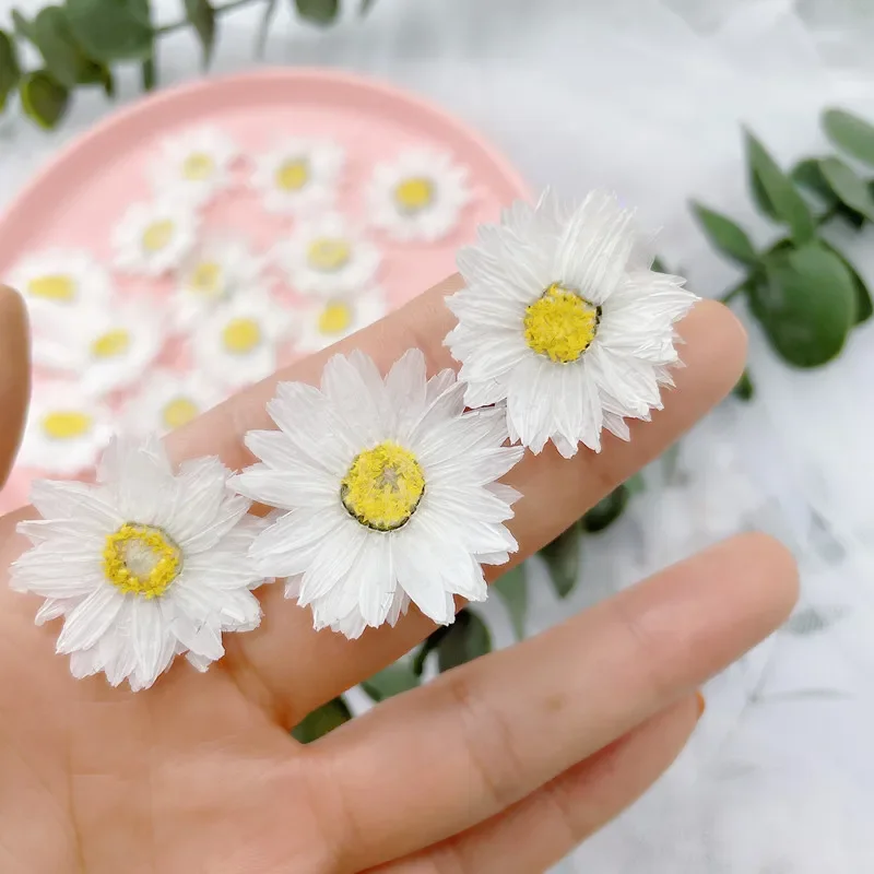 24 stücke/2-4CM, Natürliche Gedrückt Blumen blätter, reale Getrocknete daisy DIY Handwerk Valentines geschenk Lesezeichen telefon fall Duft kerze decor