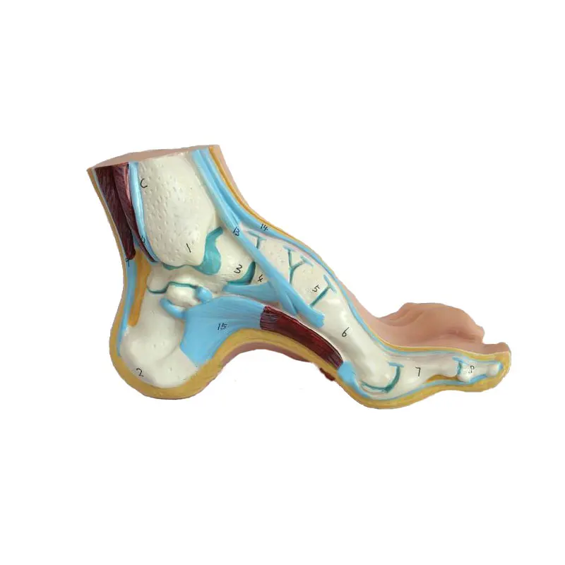 Foot model human foot palm muscle model arch foot model foot anatomy