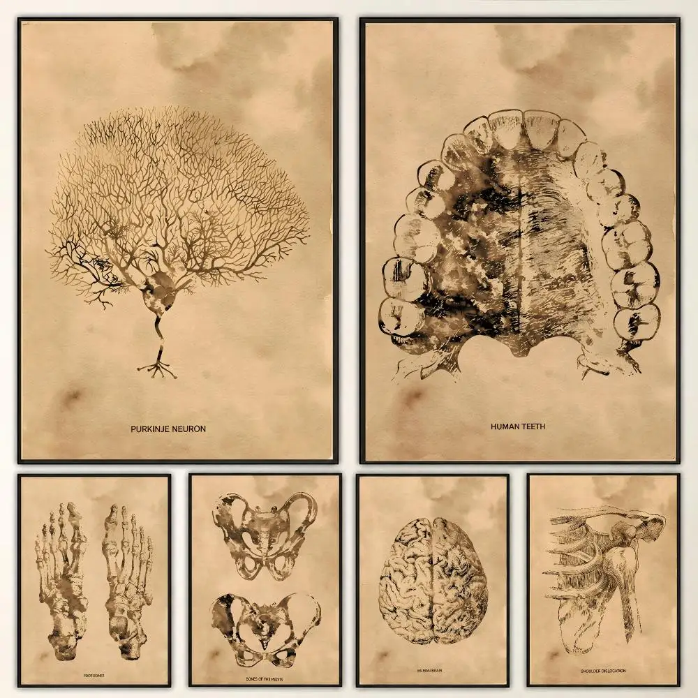 Anatomical diagram of the body Medical Study Graphic Poster Aesthetic Art Print for Bedroom & Living Room Decor, Unframed