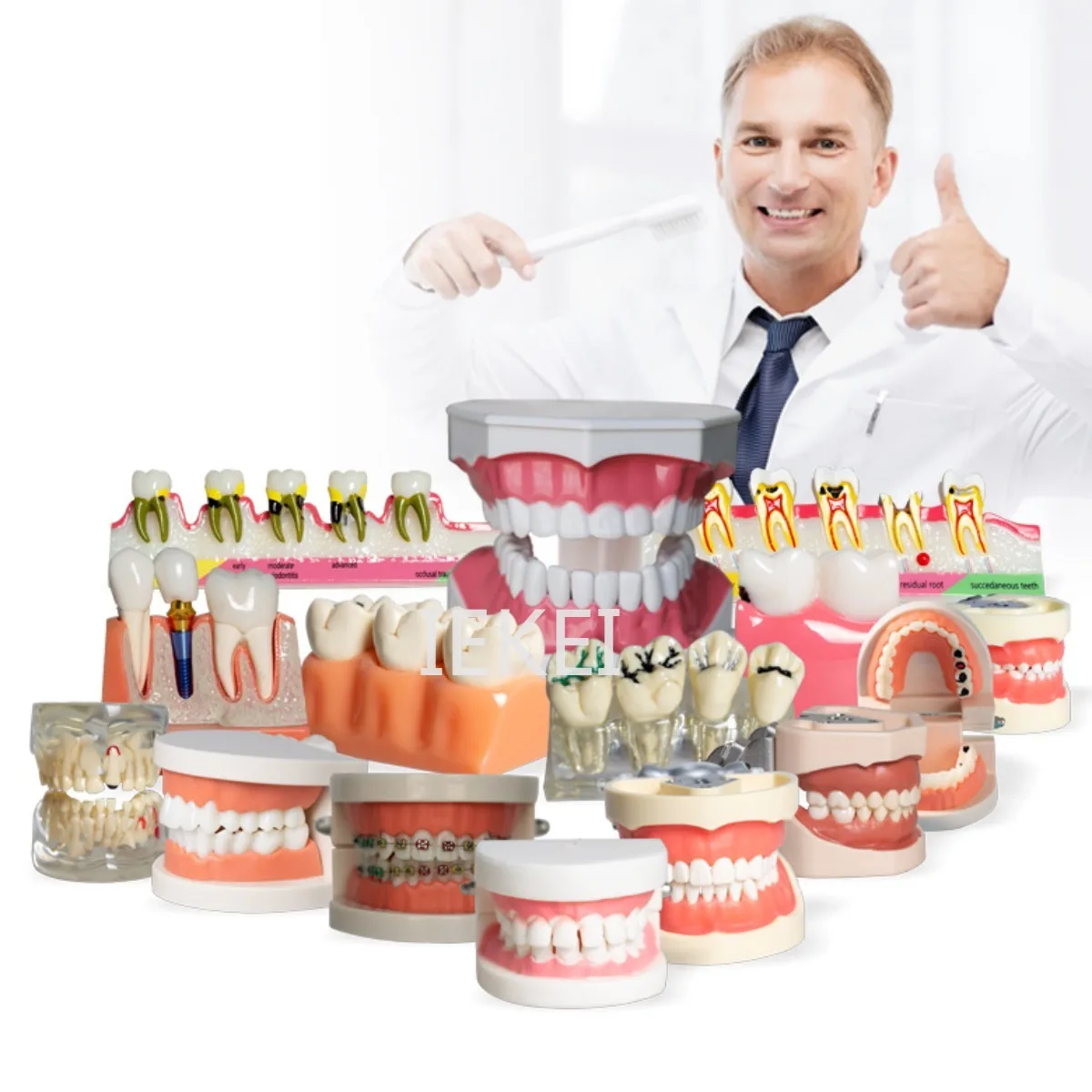 

Dental Model Dental Teaching Model Removable Oral Denture Toothbrush Toothbrush Tooth Preparation Model Resin