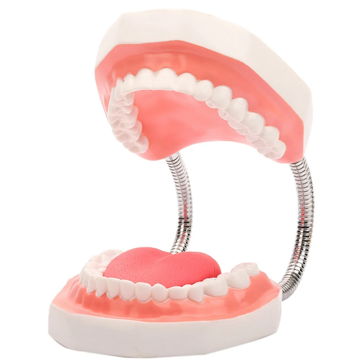 

Teeth Mouth Model 6X Enlarged with Metal Hinge, Complete Set Teeth and Removable Tongue, PVC Speech Therapy Tool