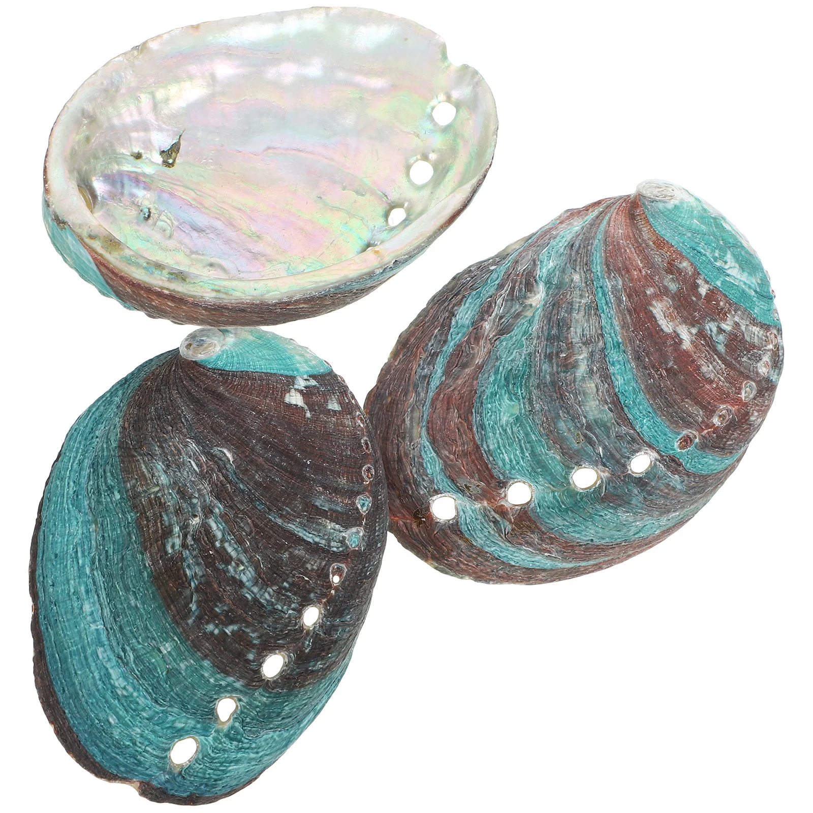 3pcs Abalone Shell Decor: Natural Smudging Bowl For Rituals Home Decoration Worship Holder Bulk Sage