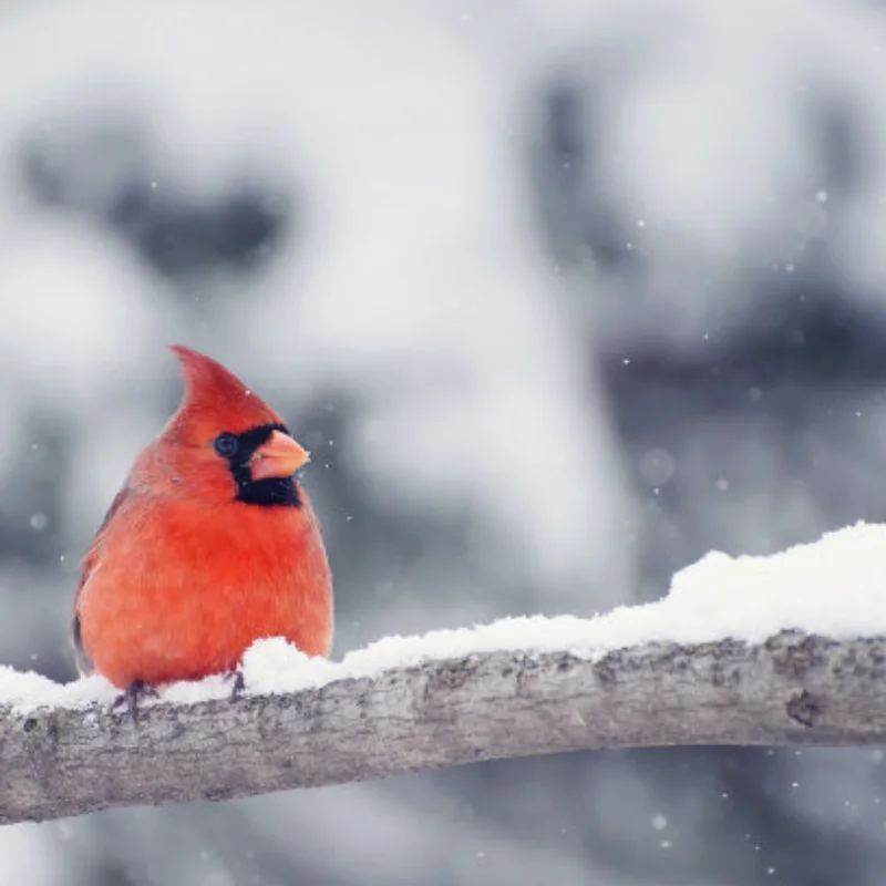 

Multi-function LED Lamp Strobing-blasting/Flashing/Rotating Light for 1/10 RC Model Car 1:14 Tamiya Tractor RC Engineering Truck