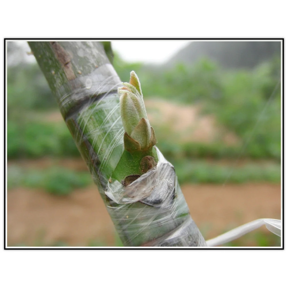 

Self Adhesive Film for Plant Grafting Suitable Pecans Walnuts Citrus Avocado Fruits Nursery Repair Biodegradable PE