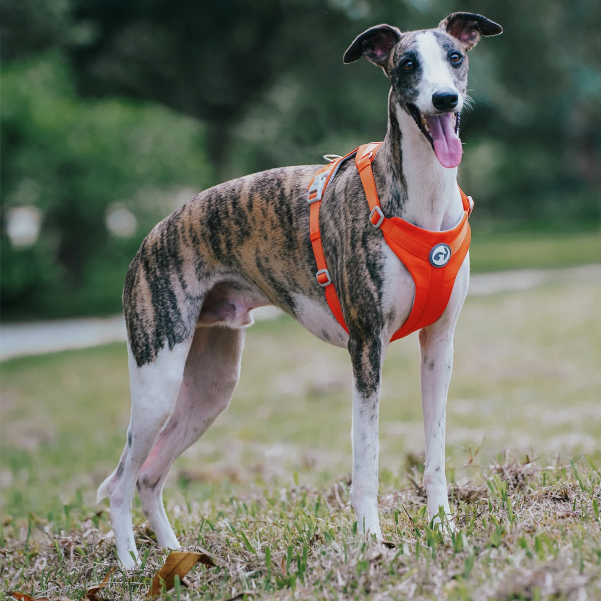Sicherheits-Hundegeschirre, modischer Haustiersattel, kein Ziehen, verstellbare Weste, zum Gehen, Training für kleine, mittelgroße und große Hunde – Detail 5