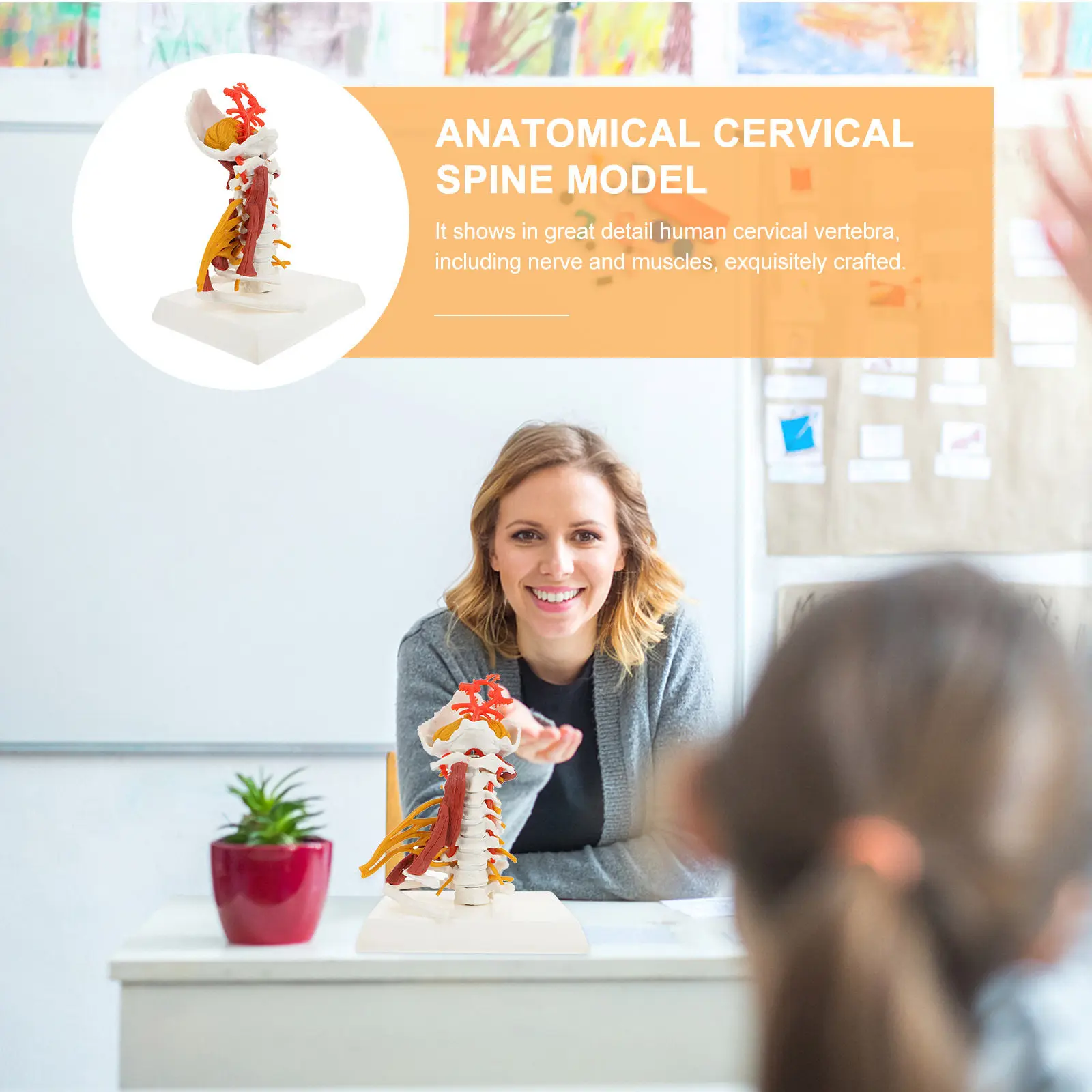 Human Cervical Spine Anatomy Display Teaching Vertebra Human Cervical Vertebra Nerve Muscle Teaching Display